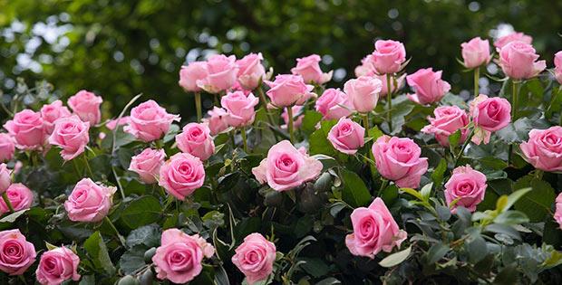 rose_garden.jpg